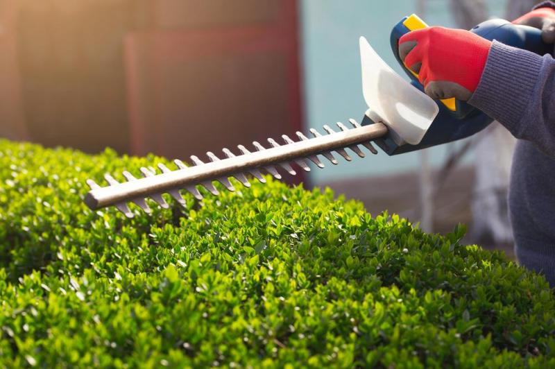 Taille des haies : quand et comment proc&eacute;der efficacement ?
